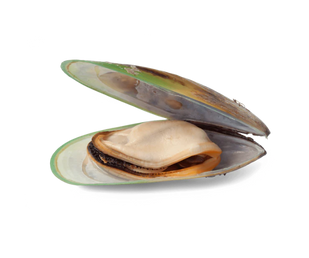 Małże nowozelandzkie